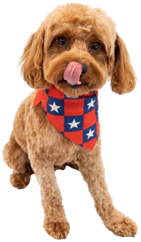 Fluffy cavapoo dog wearing a bandana after a professional groom at All About Pawz