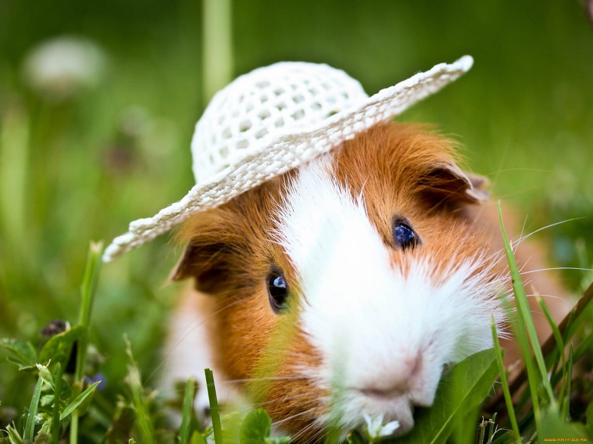 Small animal — shop small pet supplies at All About Pawz Memphis